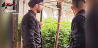 Scoperto un bunker con piantagione “indoor” di marijuana nel Reggino, due denunciati