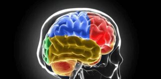 Sclerosi multipla, Bandiera (Aism): “Caregiver fondamentali ma ancora invisibili”