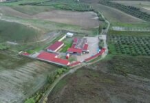 Macellazione clandestina di cavalli, un arresto e 5 denunce nel Crotonese