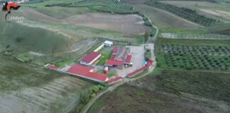 Macellazione clandestina di cavalli, un arresto e 5 denunce nel Crotonese