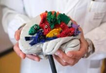 Un atlante 3D per studiare le connessioni del cervello, ecco BraDiPho