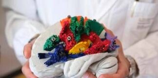 Un atlante 3D per studiare le connessioni del cervello, ecco BraDiPho