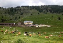 2 milioni di euro per le malghe del Veneto, Presidente Ciambetti: “Così si favoriscono sviluppo economico e turismo sostenibile” malghe del Veneto