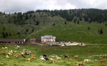 2 milioni di euro per le malghe del Veneto, Presidente Ciambetti: “Così si favoriscono sviluppo economico e turismo sostenibile” malghe del Veneto