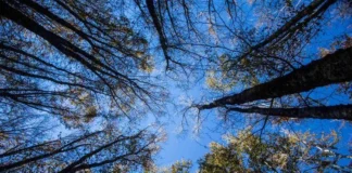 L’estate di San Martino non delude, stop alla pioggia arrivano beltempo e temperature miti estate san martino