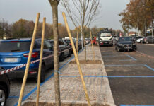 Parcheggio dell’Ospedale di Vicenza Rodolfi Nord, riqualificazione completata con 8 nuovi alberi. A primavera tocca al Rodolfi Sud piante parcheggio rodolfi nord