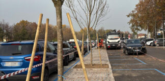 Parcheggio dell’Ospedale di Vicenza Rodolfi Nord, riqualificazione completata con 8 nuovi alberi. A primavera tocca al Rodolfi Sud piante parcheggio rodolfi nord
