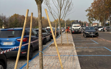 Parcheggio dell’Ospedale di Vicenza Rodolfi Nord, riqualificazione completata con 8 nuovi alberi. A primavera tocca al Rodolfi Sud piante parcheggio rodolfi nord