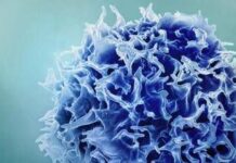 0Uno studio del MIT svela come “ringiovanire” il sistema immunitario tramite il fegato