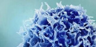 0Uno studio del MIT svela come “ringiovanire” il sistema immunitario tramite il fegato