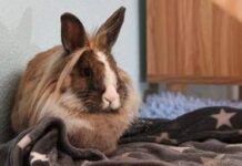 Allarme leishmaniosi in Europa, cos’è la malattia e quali animali la trasmettono