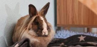 Allarme leishmaniosi in Europa, cos’è la malattia e quali animali la trasmettono
