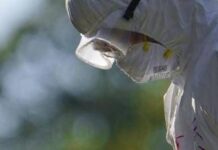 Aviaria, l’allarme dell’Ecdc: “In Europa più rischi per l’uomo”, cosa sta succedendo