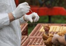 Aviaria, negli Usa primo caso umano al mondo: morto il paziente infettato dal virus