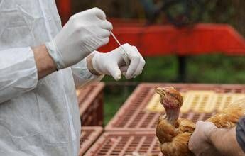 Focolaio di aviaria a Fonte (TV), Ulss 7 istituisce area sensibile che comprende la zona est di Bassano del Grappa aviaria bassano