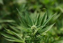 Cannabis light, Consiglio Stato accoglie ricorso: le aziende possono continuare a lavorare