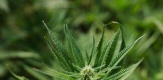 Cannabis light, Consiglio Stato accoglie ricorso: le aziende possono continuare a lavorare