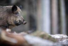 Caricato da un cinghiale durante battuta di caccia, morto pensionato