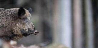 Caricato da un cinghiale durante battuta di caccia, morto pensionato