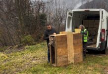 Cerva ferita e curata rimessa in libertà a Recoaro Terme, grazie al lavoro di Polizia Provinciale, Cras, Comprensorio Alpino e volontari cerva liberata recoaro Terme