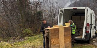 Cerva ferita e curata rimessa in libertà a Recoaro Terme, grazie al lavoro di Polizia Provinciale, Cras, Comprensorio Alpino e volontari cerva liberata recoaro Terme