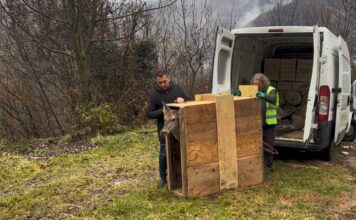 Cerva ferita e curata rimessa in libertà a Recoaro Terme, grazie al lavoro di Polizia Provinciale, Cras, Comprensorio Alpino e volontari cerva liberata recoaro Terme
