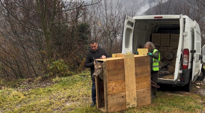 Cerva ferita e curata rimessa in libertà a Recoaro Terme, grazie al lavoro di Polizia Provinciale, Cras, Comprensorio Alpino e volontari cerva liberata recoaro Terme