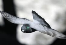 I piccioni nel bilancio delle città, migliaia di euro per pulire