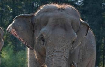 India, treno passeggeri travolge una mandria di elefanti: uccisi 8 esemplari