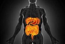 Intestino sempre giovane, è possibile: come fermare invecchiamento e prevenire tumori