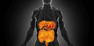 Intestino sempre giovane, è possibile: come fermare invecchiamento e prevenire tumori