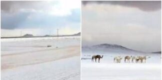 L’Arabia Saudita ‘riscopre’ la neve, primi fiocchi dopo 30 anni