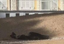 La foca monaca arriva a Numana, spunta la ricompensa: “1000 euro se non la disturbate”