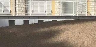 La foca monaca arriva a Numana, spunta la ricompensa: “1000 euro se non la disturbate”