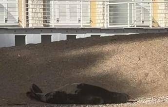 La foca monaca arriva a Numana, spunta la ricompensa: “1000 euro se non la disturbate”