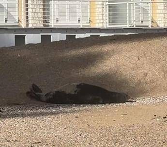 La foca monaca arriva a Numana, spunta la ricompensa: “1000 euro se non la disturbate”