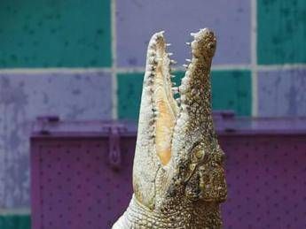 Palermo, in valigia una testa di coccodrillo: bloccato passeggero in aeroporto