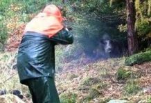 Partecipa a battuta di caccia al cinghiale ma l’animale lo carica alle spalle: cacciatore in ospedale
