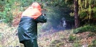 Partecipa a battuta di caccia al cinghiale ma l’animale lo carica alle spalle: cacciatore in ospedale