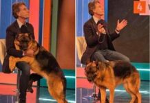 Pitbull attacca padrone e viene ucciso, il veterinario: “Cane non educato diventa problema”