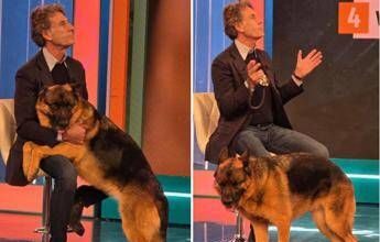 Pitbull attacca padrone e viene ucciso, il veterinario: “Cane non educato diventa problema”