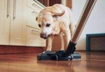 Pulizie di casa? 1 gatto su 3 si nasconde per la paura, i cani sono molto più coraggiosi