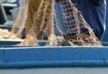 Salmonella nelle telline di Maccarese, divieto temporaneo raccolta e consumo