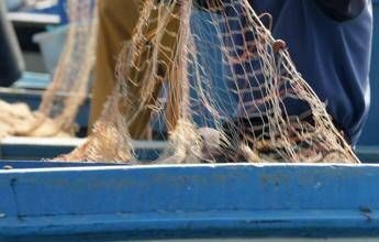 Salmonella nelle telline di Maccarese, divieto temporaneo raccolta e consumo