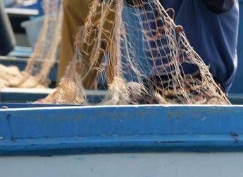 Salmonella nelle telline di Maccarese, divieto temporaneo raccolta e consumo