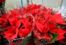 Stella di Natale, perché si secca così in fretta: gli errori più comuni in casa