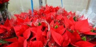 Stella di Natale, perché si secca così in fretta: gli errori più comuni in casa