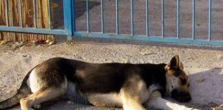 Uccide il cane a calci ma il fratellino lo vede e chiama i carabinieri: giovane denunciato nel Nuorese