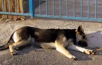 Uccide il cane a calci ma il fratellino lo vede e chiama i carabinieri: giovane denunciato nel Nuorese