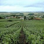 Vino, la Champagne presenta il Rapporto sulla responsabilità sociale della filiera